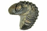 Long, Curled Morocops Trilobite - Morocco #323506-2